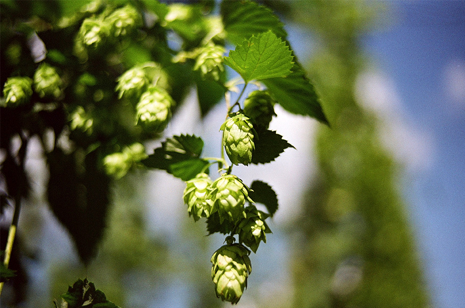 952x632 Hop Farming