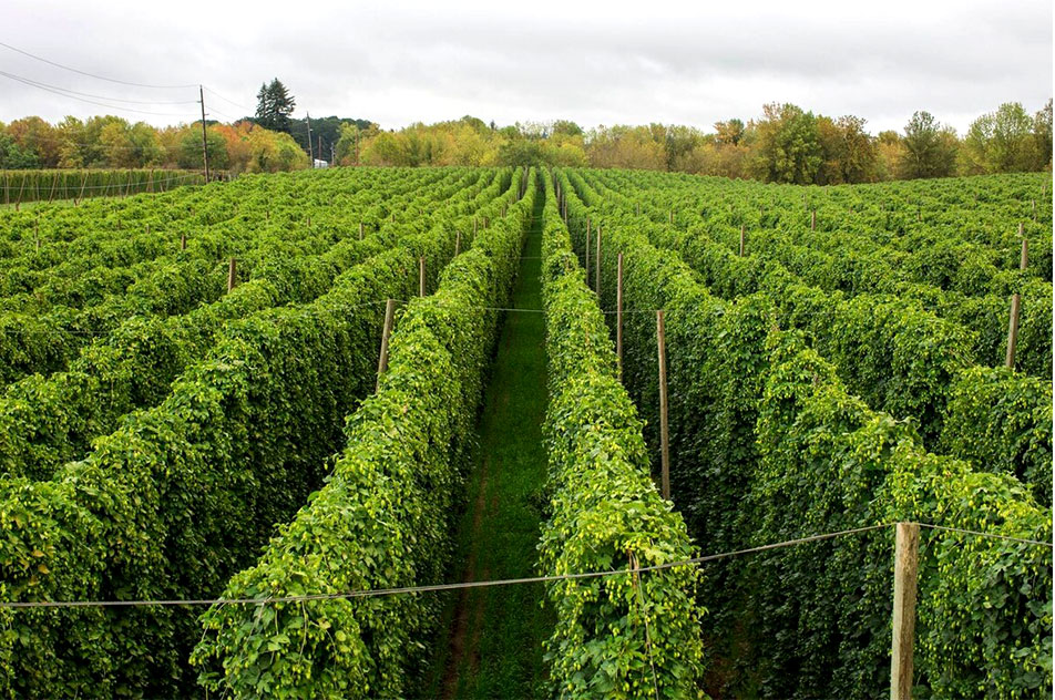 952x632 Hop Farming1