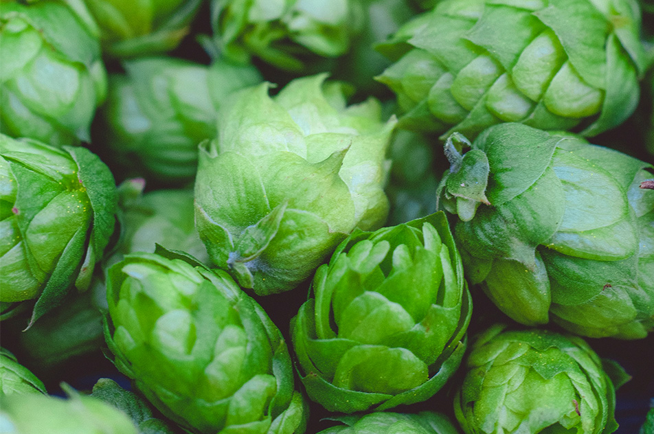 952x632 Hop Farming2