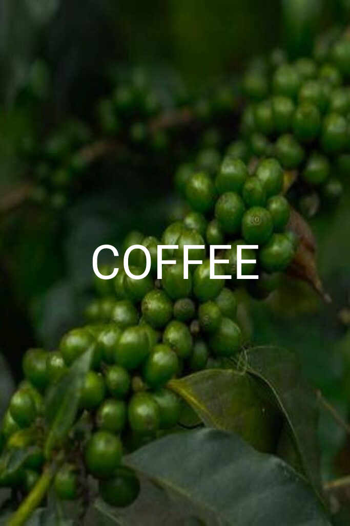 Home 41 COFFEE