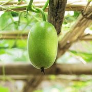ash gourd