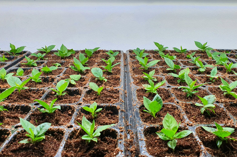 Hydroponics 952x632....
