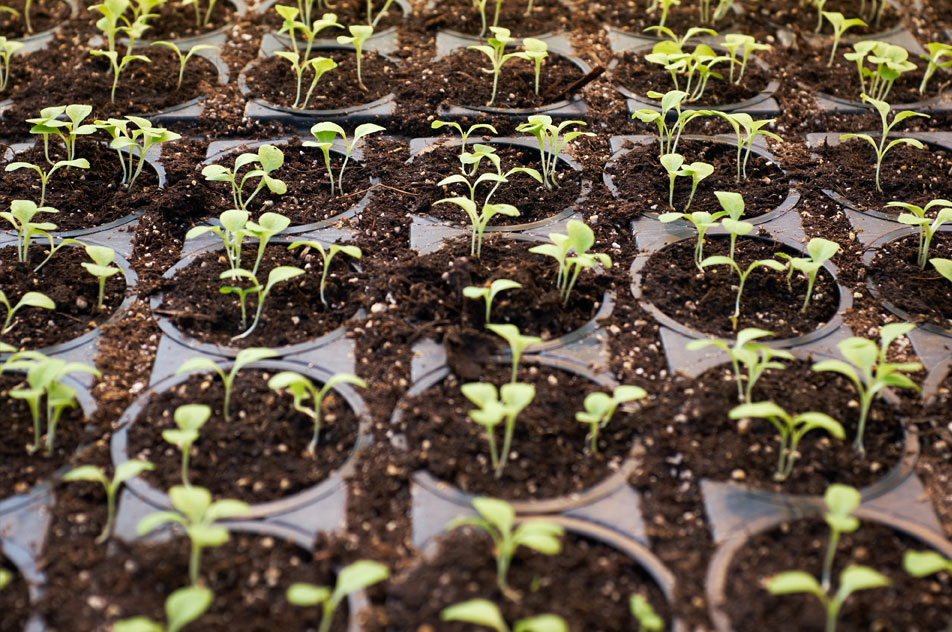 Hydroponics 952x632..