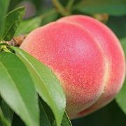 peach640