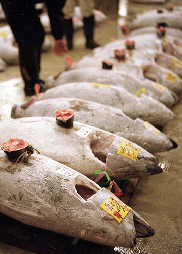 Tuna 358x500 3