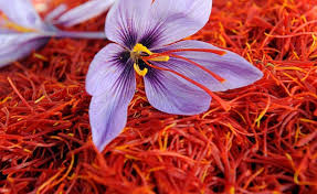 Saffron1